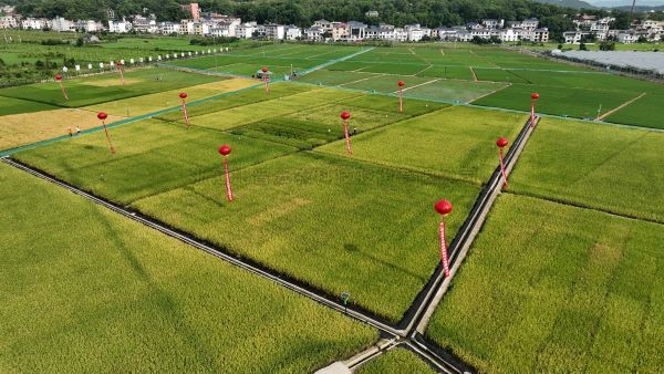 湘东区现代化制种基地，数智赋能让“赣鄱粮仓”更有底气！