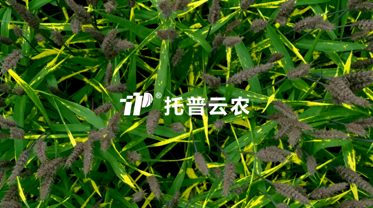 无人车移动式解决方案：田间作物全生育期表型精准监测与解析