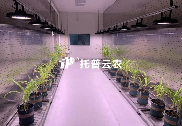 逆境研究室：解码植物抗逆密码的 “精准模拟实验室”