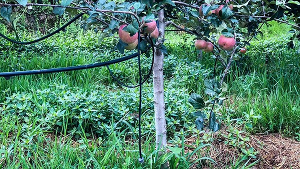 石林县引进芭乐视频APP污版水肥一体化技术打造高原...