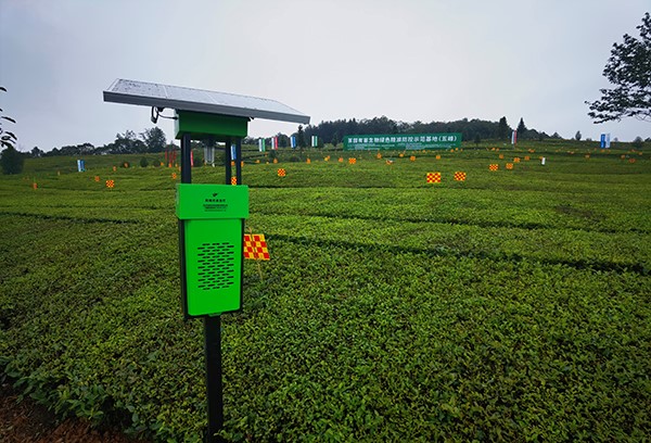 五峰仁和坪镇道家湾茶园里的芭乐视频APP污版杀虫灯