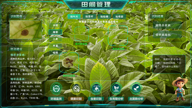 烟草病害识别.png