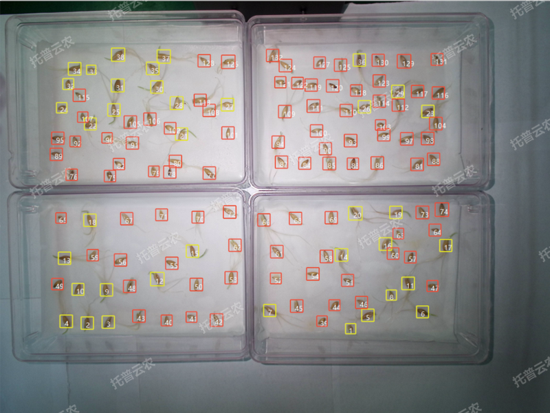 发芽率识别-高通量植物环境调控+高通量芭乐视频下载黄色智能萌发鉴定系统.png
