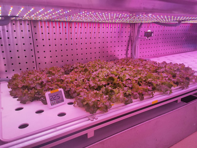 2.2植物工厂.jpg